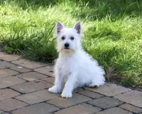 AKC Bonnie, a female West Highland White Terrier for sale in Syracuse, IN – 1 of 10