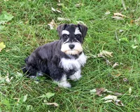 AKC Jefferson, a male Miniature Schnauzer for sale in Syracuse, IN – 1 of 6