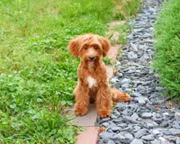 F1B Kelsie , a female Cavapoo for sale in Syracuse, IN – 2 of 10