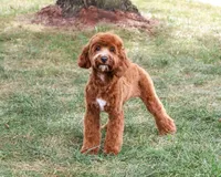 F1B Illius , a male Cavapoo for sale in Syracuse, IN – 3 of 10