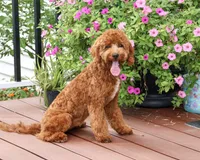F1B Matilda , a female Cavapoo for sale in Syracuse, IN – 4 of 10