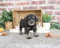 AKC Trenton, a male Miniature Schnauzer for sale in Syracuse, IN – 5 of 5