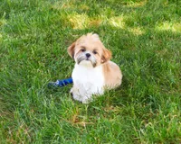 AKC Theon , a male Shih Tzu for sale in Syracuse, IN – 3 of 10