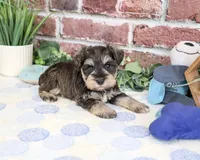 AKC Luther , a male Miniature Schnauzer for sale in Syracuse, IN – 2 of 6