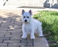 AKC Bonnie, a female West Highland White Terrier for sale in Syracuse, IN – 2 of 10