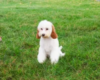 F1 Emerald, a female Cavapoo for sale in Syracuse, IN – 3 of 10