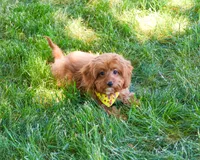 F1B Valentino , a male Cavapoo for sale in Syracuse, IN – 5 of 10
