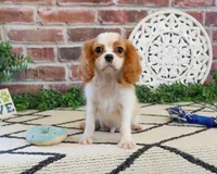 AKC Khalil , a male Cavalier King Charles Spaniel for sale in Syracuse, IN – 4 of 10