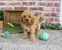 F1B Benny, a male Goldendoodle for sale in Syracuse, IN – 2 of 4