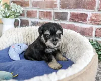 AKC Julius, a male Miniature Schnauzer for sale in Syracuse, IN – 2 of 5