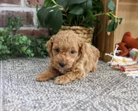 AKC Atlas, a male Poodle - Miniature  for sale in Syracuse, IN – 1 of 4