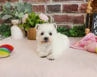 Caroline, a female West Highland White Terrier for sale in Syracuse, IN – 6 of 7