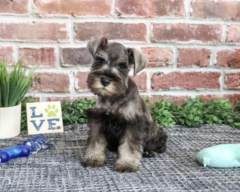 AKC Truman – Miniature Schnauzer puppy for sale in Syracuse, IN