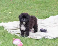 F1B Wrenly, a female Saint Berdoodle for sale in Syracuse, IN – 3 of 10