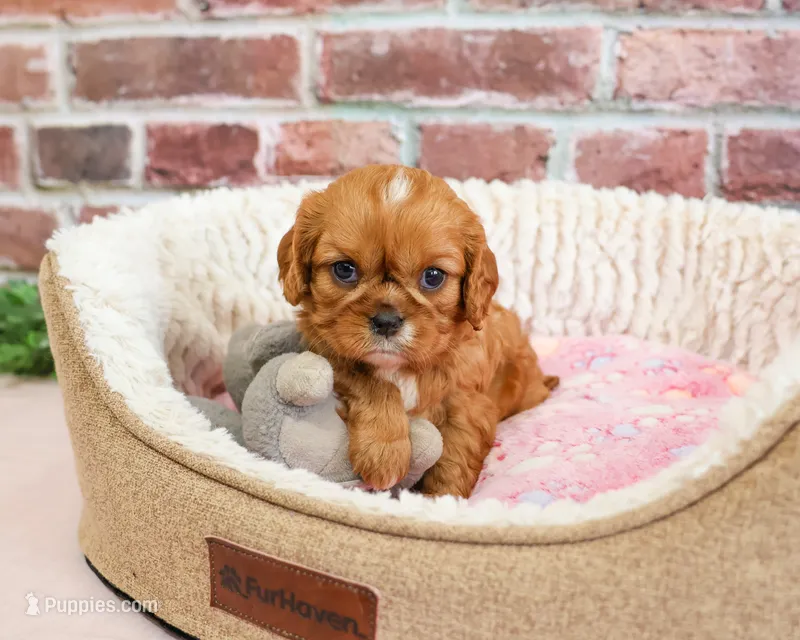 Daphne – Cavalier King Charles Spaniel puppy for sale in Syracuse, IN