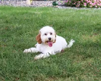 F1 Emerald, a female Cavapoo for sale in Syracuse, IN – 4 of 10