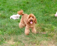 F1B Amore, a female Cavapoo for sale in Syracuse, IN – 3 of 8