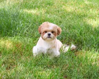 AKC Fox , a male Shih Tzu for sale in Syracuse, IN – 4 of 10