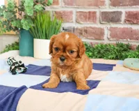 AKC Digger, a male Cavalier King Charles Spaniel for sale in Syracuse, IN – 5 of 5