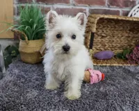 AKC Fiona , a female West Highland White Terrier for sale in Syracuse, IN – 6 of 6
