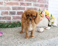 AKC Dreamer, a female Cavalier King Charles Spaniel for sale in Syracuse, IN – 2 of 10