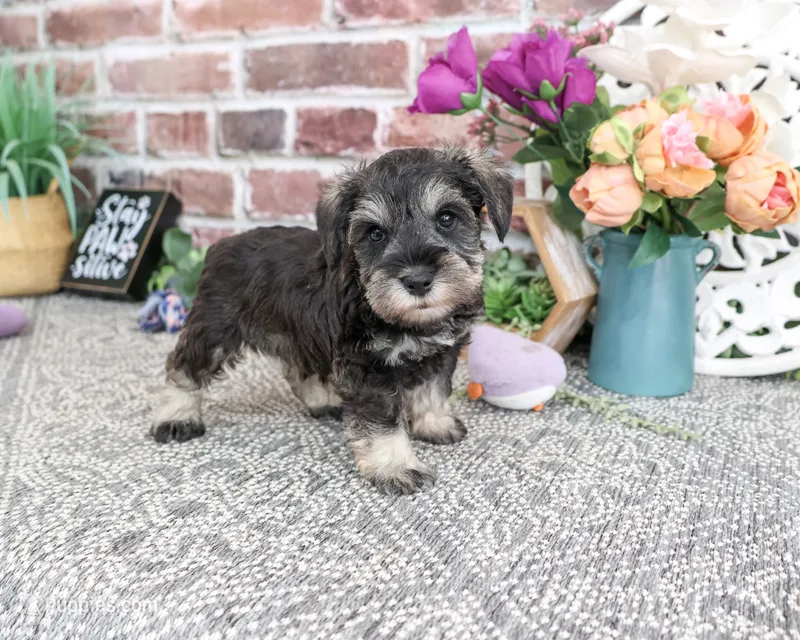 AKC Libby – Miniature Schnauzer puppy for sale in Syracuse, IN