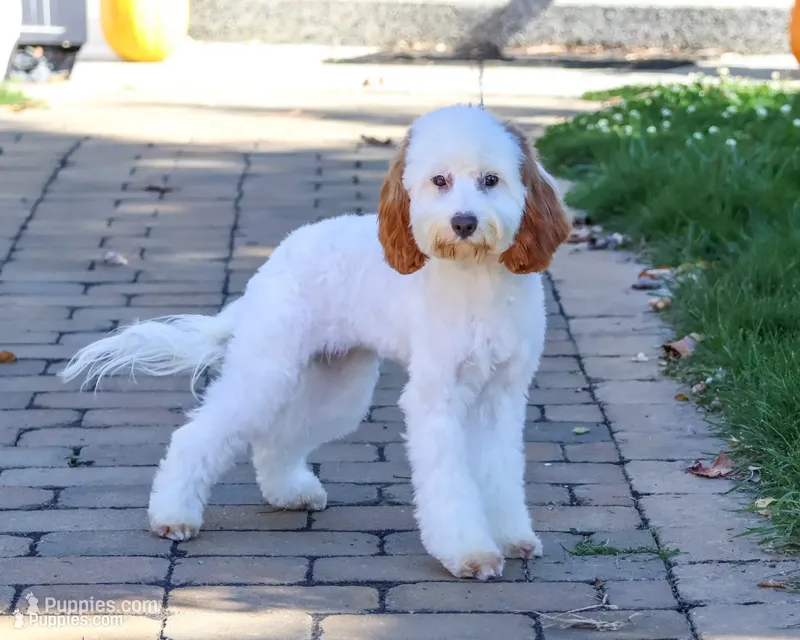F1 Emerald – Cavapoo puppy for sale in Syracuse, IN