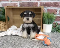 AKC Jeremy , a male Miniature Schnauzer for sale in Syracuse, IN – 5 of 10