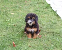 F1B Willow, a female Saint Berdoodle for sale in Syracuse, IN – 4 of 10