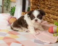 AKC Alani , a female Shih Tzu for sale in Syracuse, IN – Photo 6 of 8