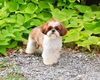 AKC Alani , a female Shih Tzu for sale in Syracuse, IN – Photo 7 of 8
