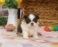 AKC Alani , a female Shih Tzu for sale in Syracuse, IN – Photo 5 of 8