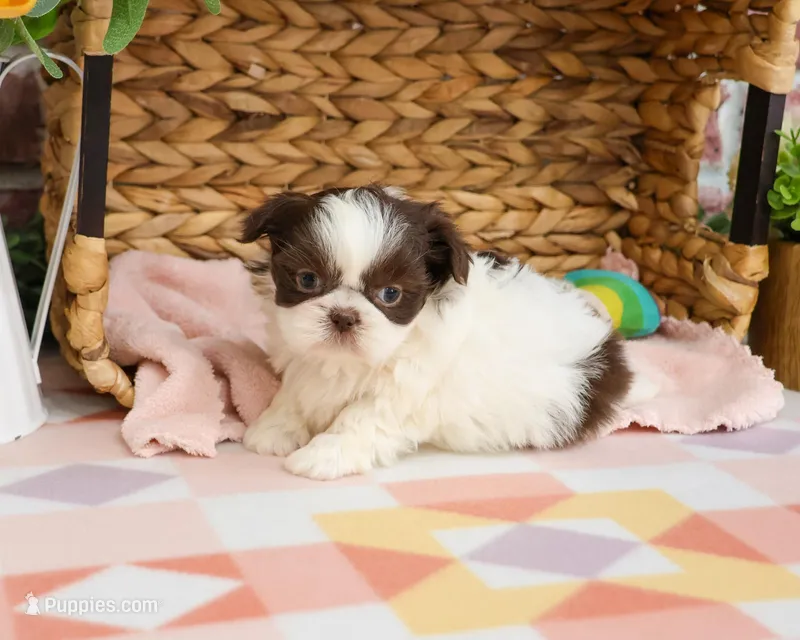 AKC Alani  – Shih Tzu puppy for sale in Syracuse, IN