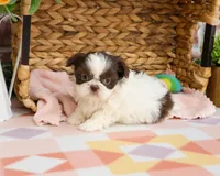 AKC Alani , a female Shih Tzu for sale in Syracuse, IN – Photo 1 of 8