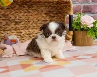 AKC Alani , a female Shih Tzu for sale in Syracuse, IN – Photo 3 of 8