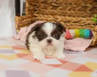 AKC Alani , a female Shih Tzu for sale in Syracuse, IN – Photo 2 of 8