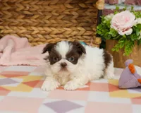 AKC Alani , a female Shih Tzu for sale in Syracuse, IN – Photo 4 of 8