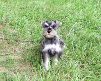 AKC Winter, a female Miniature Schnauzer for sale in Syracuse, IN – 4 of 10