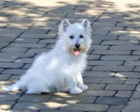 AKC Caroline, a female West Highland White Terrier for sale in Syracuse, IN – 4 of 10