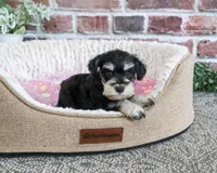 AKC Janelle, a female Miniature Schnauzer for sale in Syracuse, IN – 5 of 6