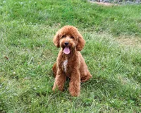 F1B Matilda , a female Cavapoo for sale in Syracuse, IN – 3 of 10
