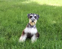 AKC Champ, a male Miniature Schnauzer for sale in Syracuse, IN – 2 of 5