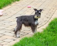 AKC Rita, a female Miniature Schnauzer for sale in Syracuse, IN – 3 of 10
