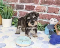 AKC Luther , a male Miniature Schnauzer for sale in Syracuse, IN – 4 of 6
