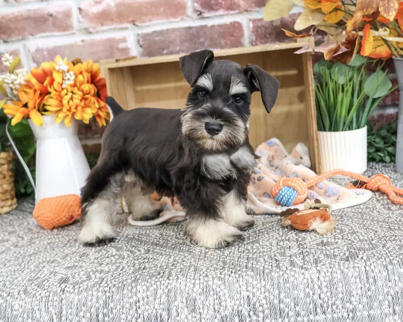 AKC Landon – Miniature Schnauzer puppy for sale in Syracuse, IN