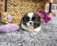 AKC Alice, a female Shih Tzu for sale in Syracuse, IN – 2 of 5