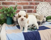 F1B Biscuit, a male Cavapoo for sale in Syracuse, IN – 3 of 5