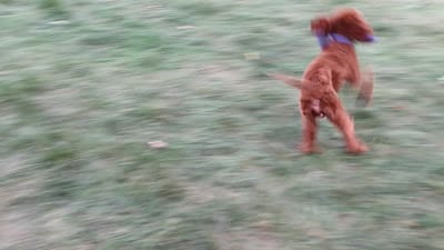 F1B Illius , a male Cavapoo for sale in Syracuse, IN – 6 of 10