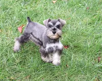 AKC Winter, a female Miniature Schnauzer for sale in Syracuse, IN – 5 of 10