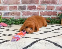 F1B Noelle , a female Cavapoo for sale in Syracuse, IN – 3 of 7